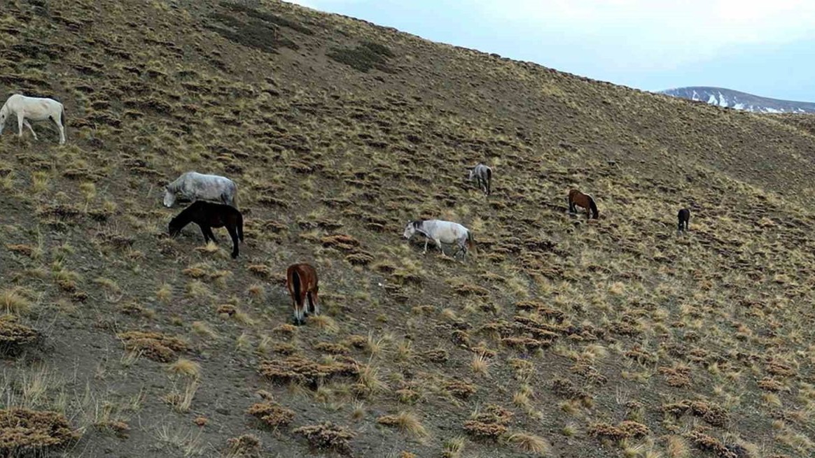 Nemrut Kalderası’nda at sürüsünün gizemli yolculuğu