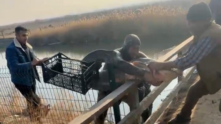 Olta yok, ağ yok: Karasu Çayı’nda çıplak elle yayın balığı avı
