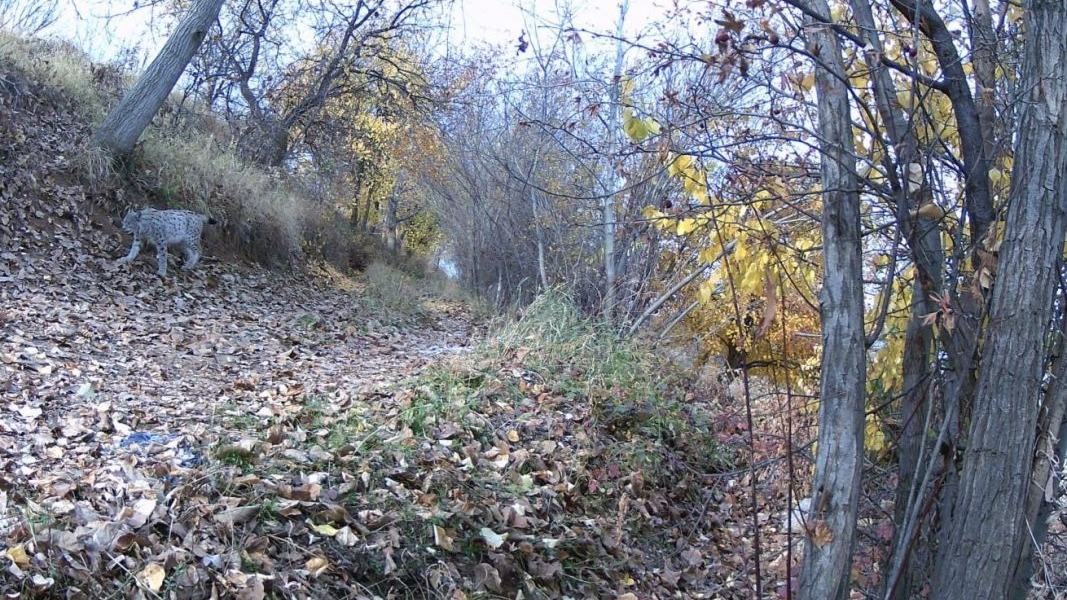 &quot;Ormanın Hayaleti&quot; vaşak Erzincan’da görüntülendi