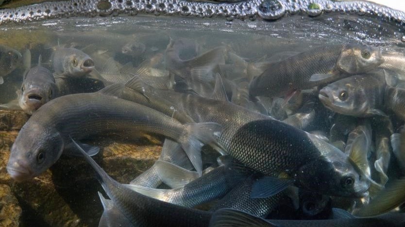 Prof. Dr. Alaeddinoğlu: &quot;İnci kefalinin nesli ciddi tehdit altında&quot;
