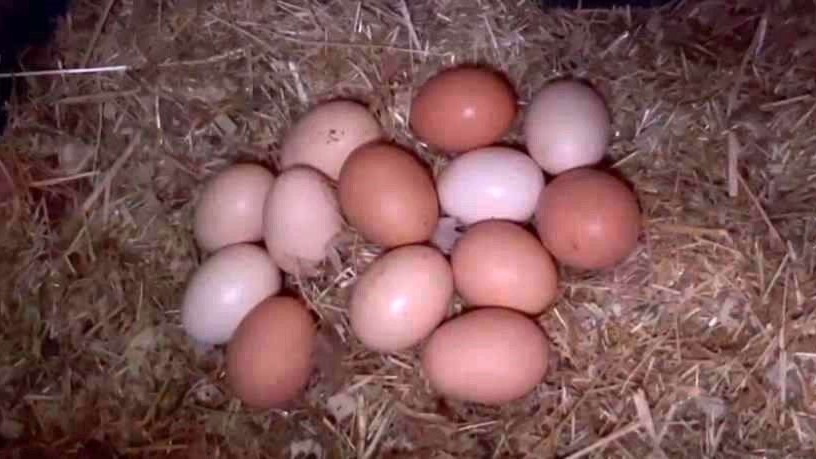 Tavuklara müzikli terapi: "Yumurta verimi arttı"