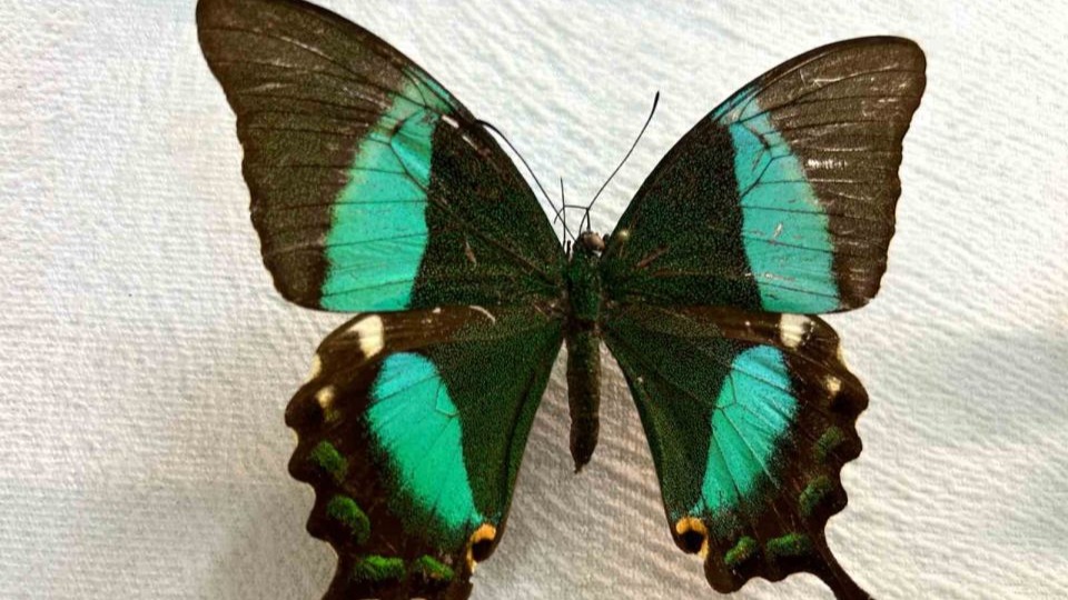 Van’da binlerce kelebeğin korunduğu araştırma koleksiyonu