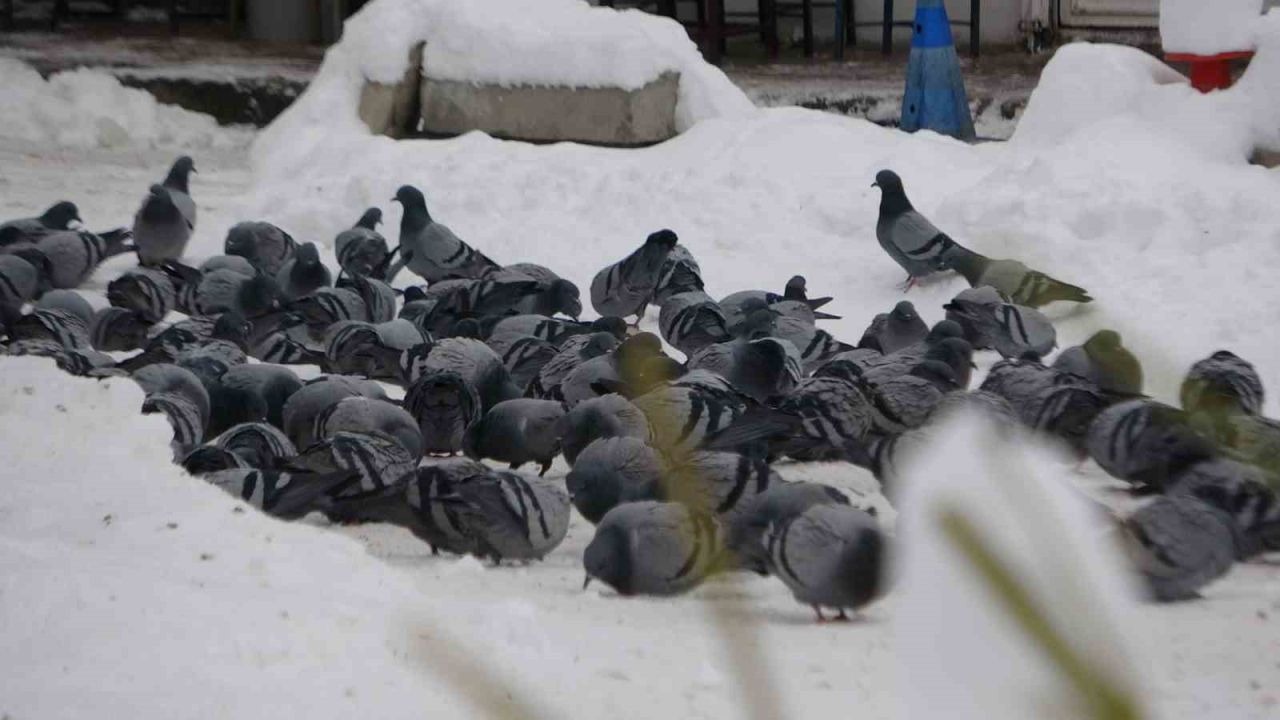 Van’da kar sonrası güvercinlerden görsel şölen