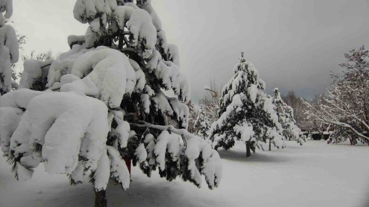 Van’da karla gelen güzellik: Ağaçlar kartpostallık manzaralar oluşturdu
