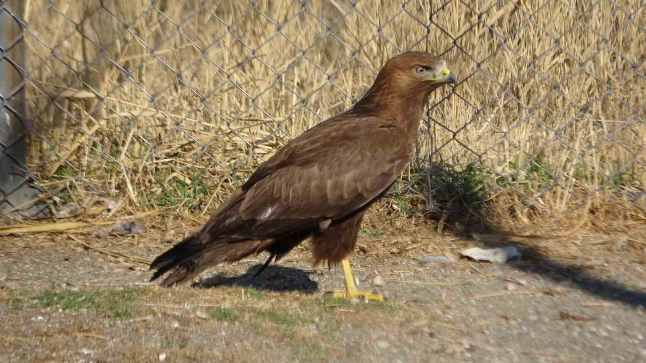 Van’da tedavi edilen yırtıcı kuşlar doğal yaşam alanına salınıyor
