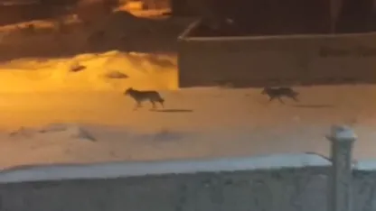 Başkale’de aç kalan kurtlar ilçeye indi