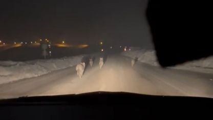 Yüksekova’da aç kalan kurt sürüsü köy yoluna indi