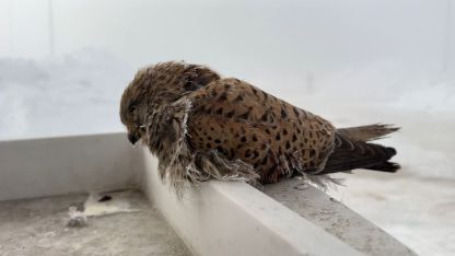 Yüksekova’da yürek burkan manzara: Konduğu yerde dondu