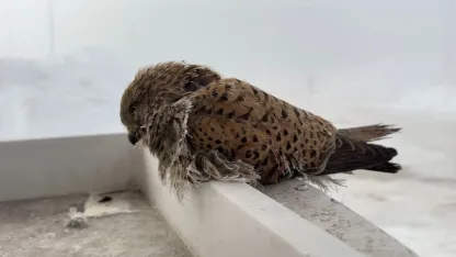 Yüksekova’da yürek burkan manzara: Konduğu yerde dondu