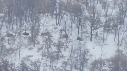 Malatya’da aç kalan domuz ve kurtlar, yerleşim yerlerine indi