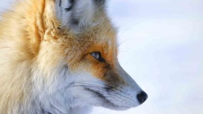 Yaban hayvanlarının yerleşim yerlerine inmesi endişelendiriyor