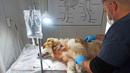 Kurdun saldırısına uğrayan köpek yaralandı
