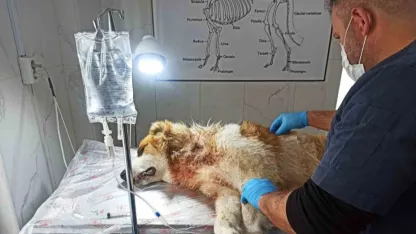 Kurdun saldırısına uğrayan köpek yaralandı