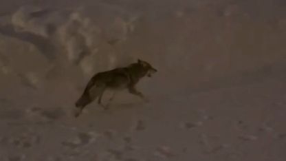 Yüksekova’da çiftçilere "kurt saldırısı" uyarısı