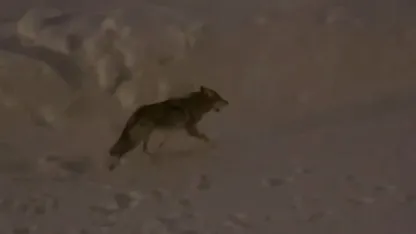 Yüksekova’da çiftçilere "kurt saldırısı" uyarısı