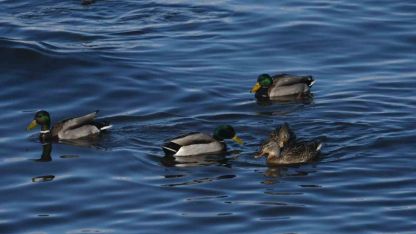 Tatvan sahilinde yeşilbaş ördekler fotoğraflandı