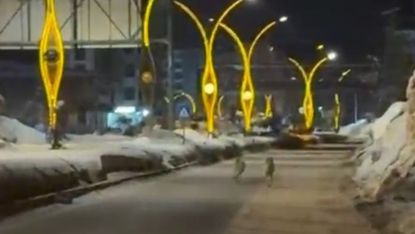 Yüksekova’da kurtlar şehir merkezine indi
