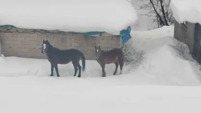Türkiye-İran sınırında terk edilen 2 at kurtarıldı