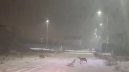 Iğdır’da kurtlar yerleşim yerlerine indi