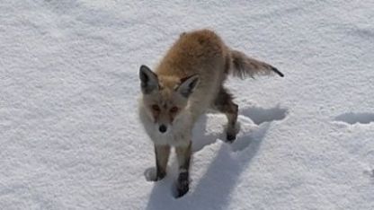 Kars’ta tilkinin dronla imtihanı: Önce baktı, sonra hızla kaçtı