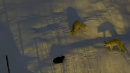 İki tilki ve bir kedinin mücadelesi objektiflere takıldı