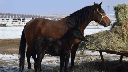 Malatya’da 2026 şampiyon adayı taylar dünyaya gelmeye başladı