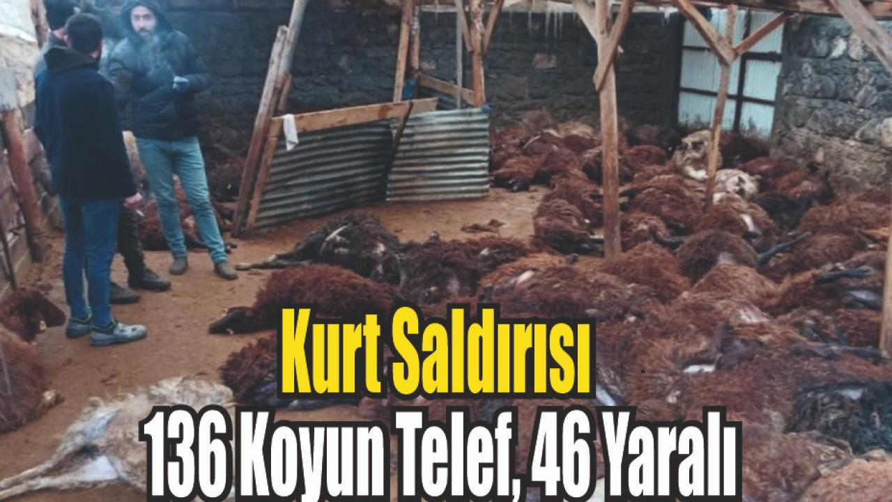 Ağıla Kurt Girdi: 136 Koyun Telef Oldu, 46’sı Yaralandı