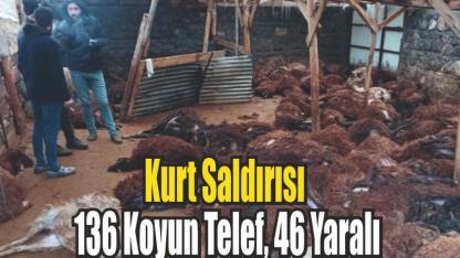 Ağıla Kurt Girdi: 136 Koyun Telef Oldu, 46’sı Yaralandı