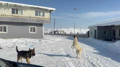 (Videolu Haber) Ağrı’da dron ile kangalın eğlenceli mücadelesi kamerada