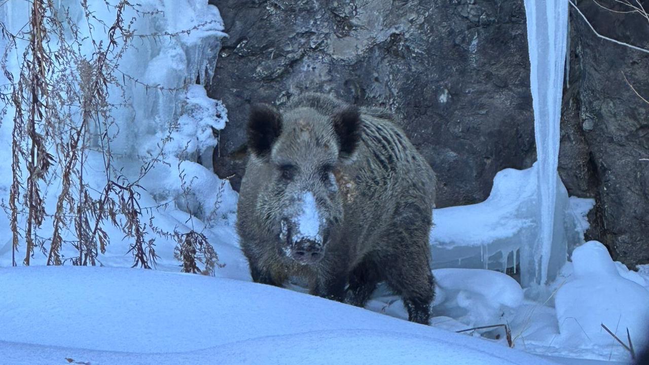 Ağrı’da karla mücadele dönüşünde sürpriz karşılaşma