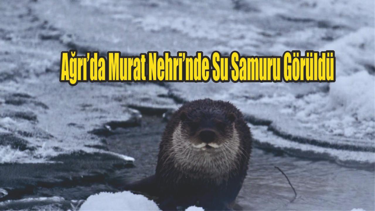 Ağrı’da Murat Nehri’nde Su Samuru Görüldü: Vatandaşlar Şaşkın ve Mutlu