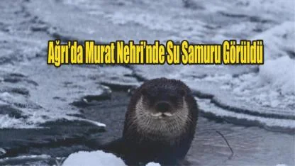 Ağrı’da Murat Nehri’nde Su Samuru Görüldü: Vatandaşlar Şaşkın ve Mutlu