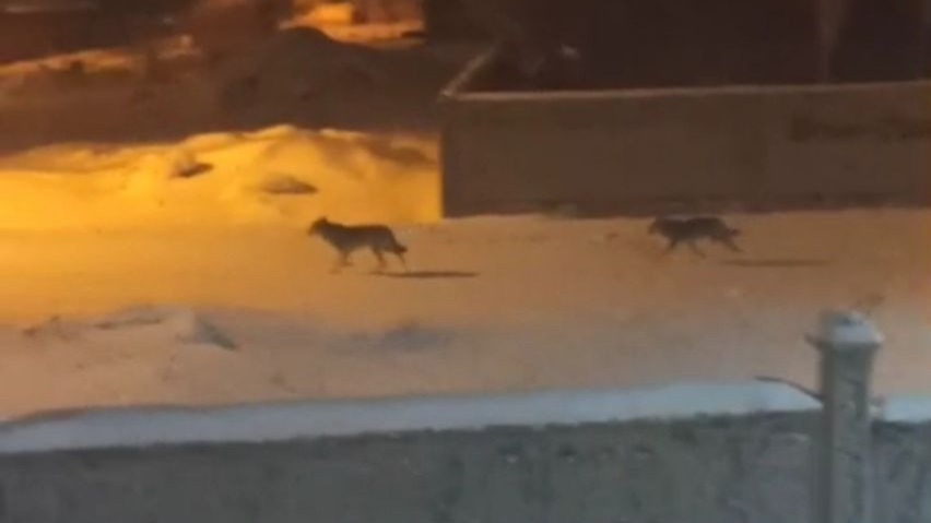 Başkale’de aç kalan kurtlar ilçeye indi