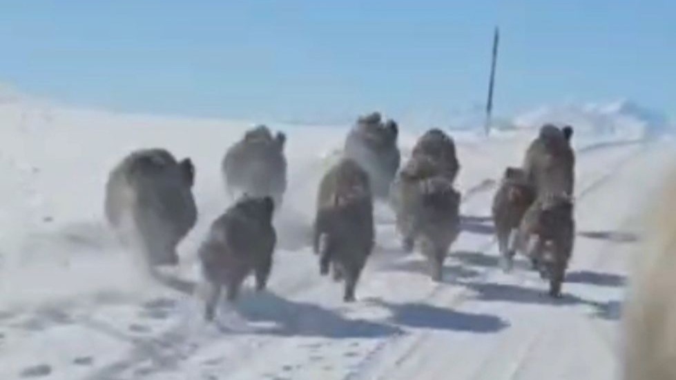 Başkale’de domuz sürüsü görüntülendi
