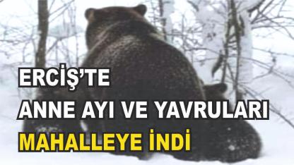 Erciş'te Ayı ve Yavruları Mahalleye İndi