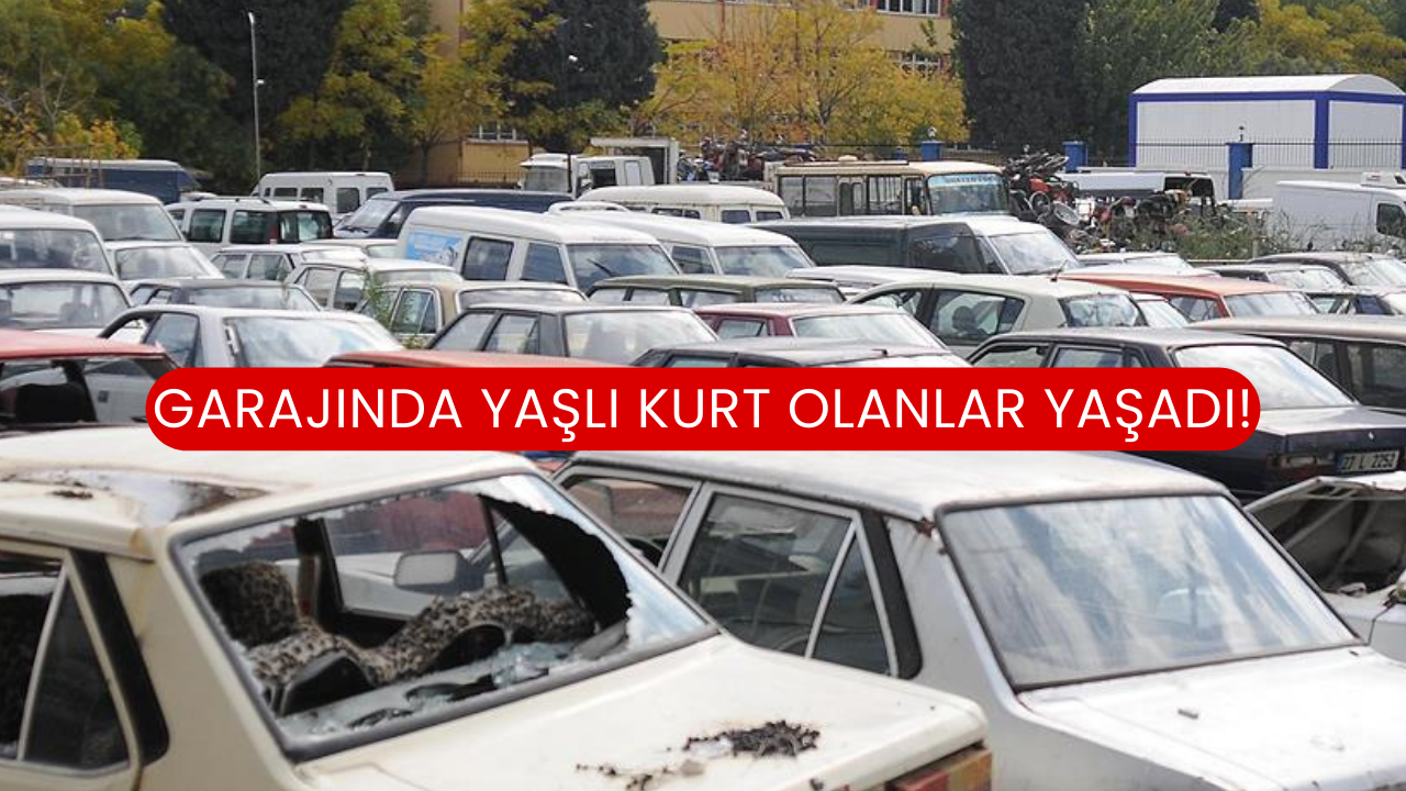 Garajında Yaşlı Kurt Olanlar Yaşadı!