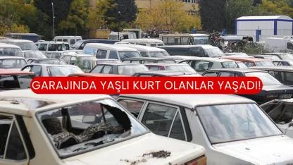 Garajında Yaşlı Kurt Olanlar Yaşadı!