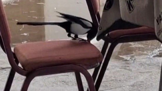 Kahvede oyun değil, saksağanın zekâsı izleniyor