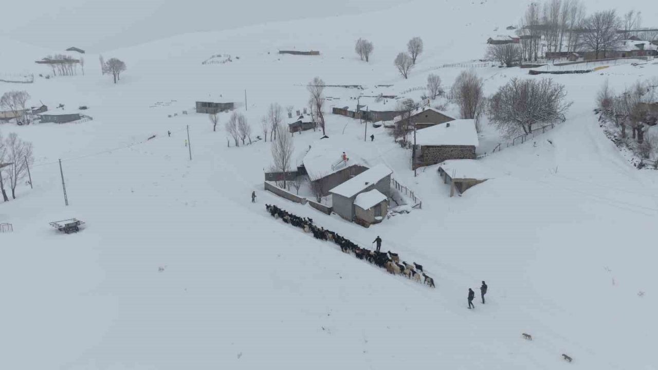 Keçi sürüsü 4 saatlik zorlu yolculukla köye ulaştırıldı