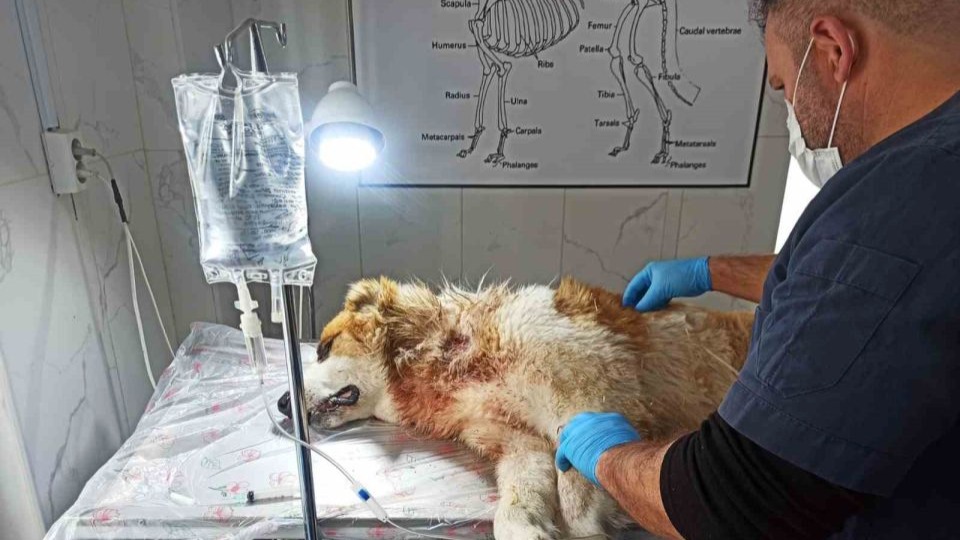 Kurdun saldırısına uğrayan köpek yaralandı
