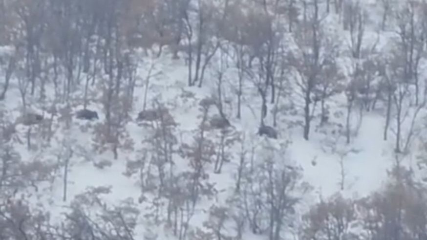 Malatya’da aç kalan domuz ve kurtlar, yerleşim yerlerine indi