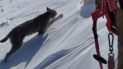 Nesli tükenme tehlikesi altındaki vaşak objektiflere takıldı