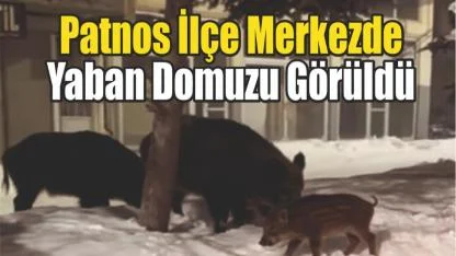 (Videolu Haber) Patnos Şehir Merkezinde Yaban Domuzu Görüldü