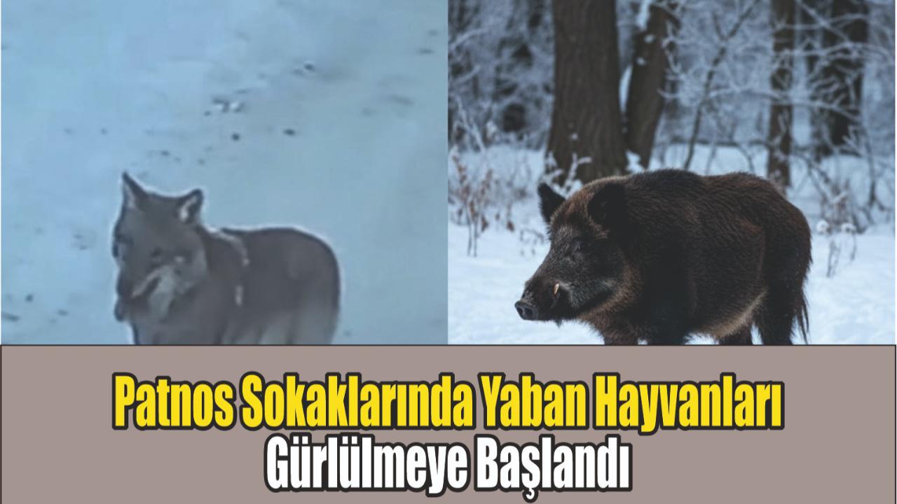 Patnos’ta Yaban Hayvanları Sokaklarda Görülmeye Başladı