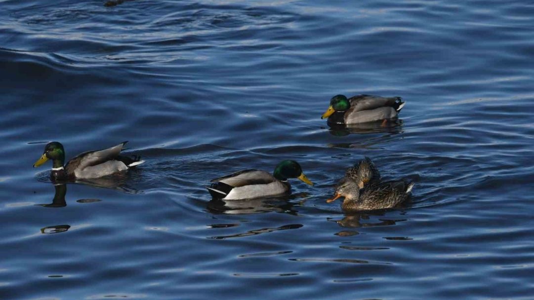Tatvan sahilinde yeşilbaş ördekler fotoğraflandı