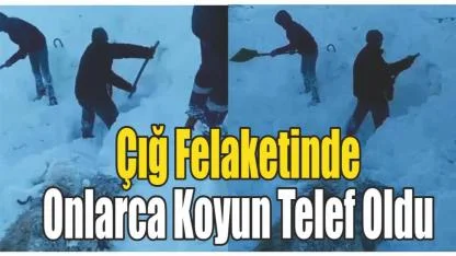 Yoğun Kar Yağışı Sonrası Çığ: Çok Sayıda Hayvan Telef Oldu