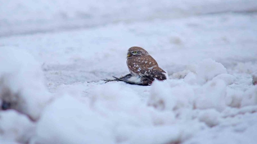 Yoğun kar yağışı yaban hayatı olumsuz etkiliyor