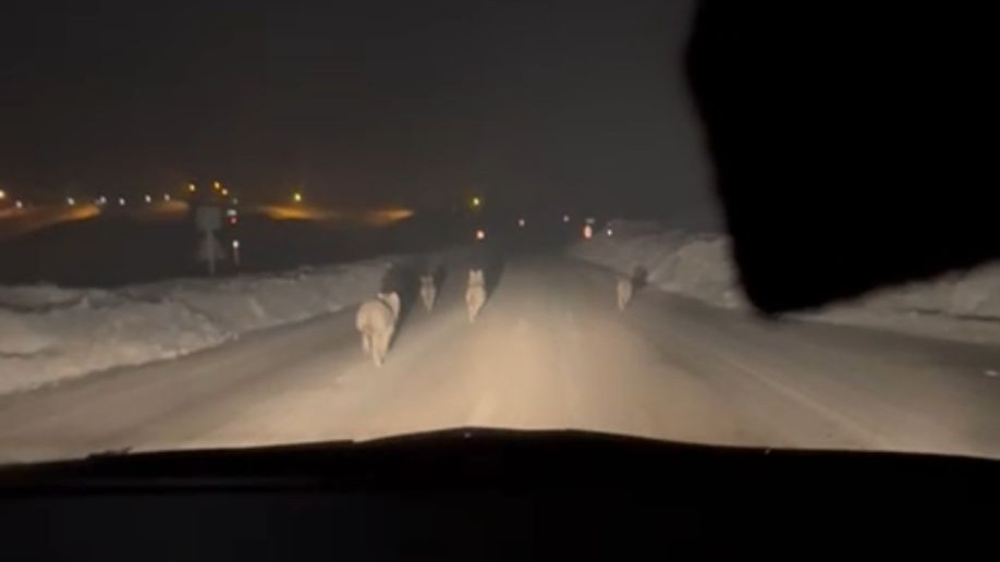 Yüksekova’da aç kalan kurt sürüsü köy yoluna indi