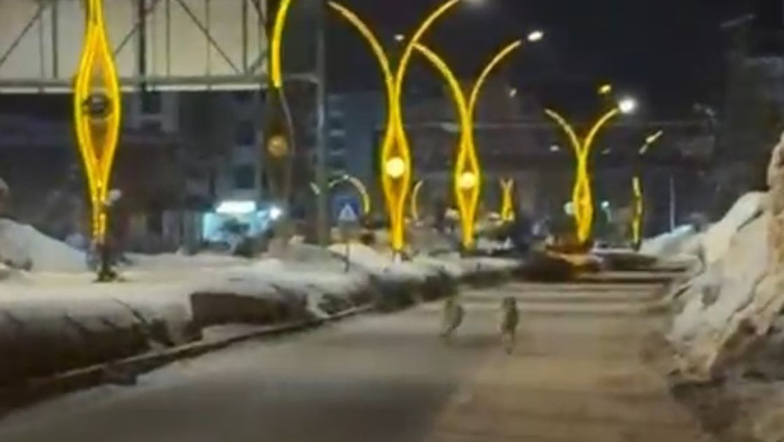 Yüksekova’da kurtlar şehir merkezine indi