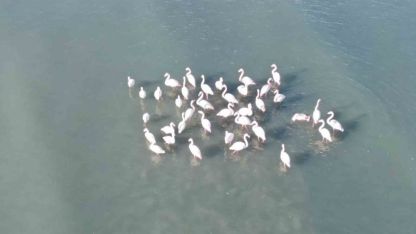 Flamingolar bu yıl da Van’dan göç etmedi